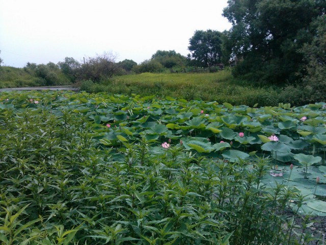 Природа Приморского края