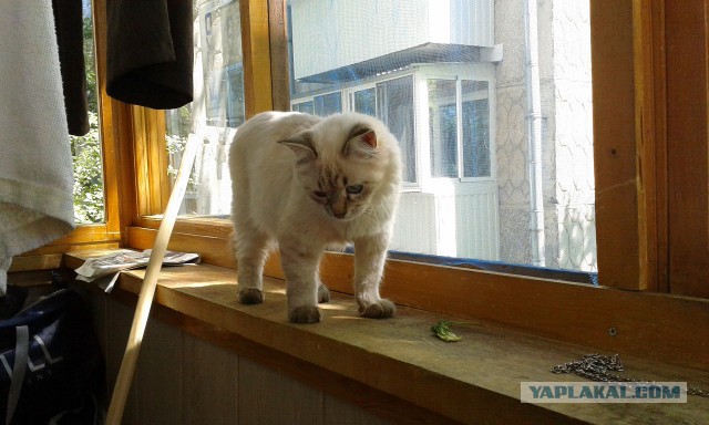 Котовторник 17.06.2014