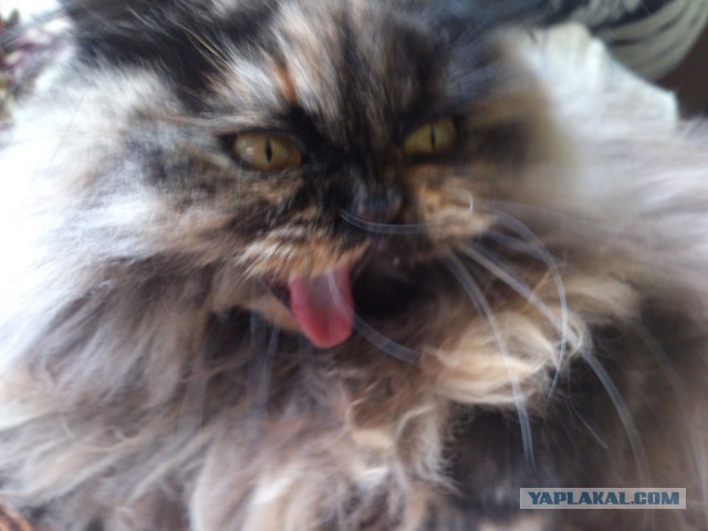 А у тебя есть фото твоей зевающей котейки ?