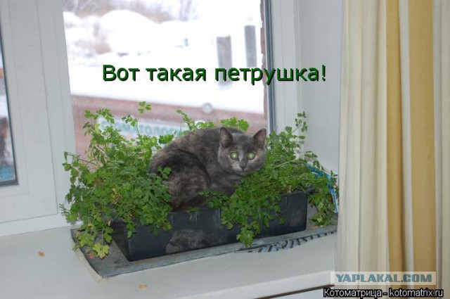 Чёрт, чёрт, чёрт!
