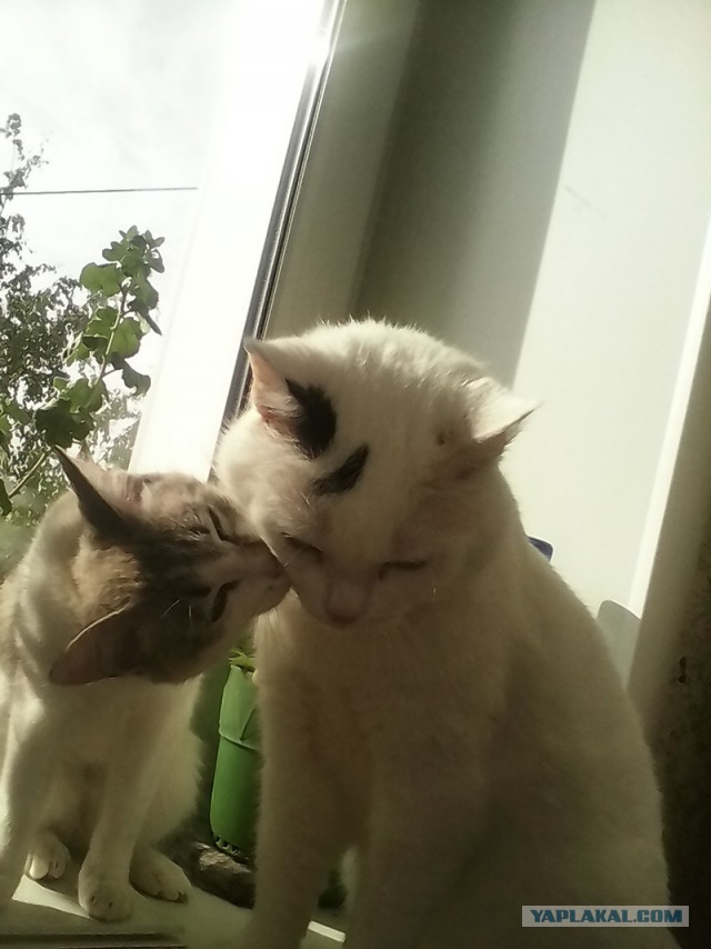 Котовторник 26.08.14.