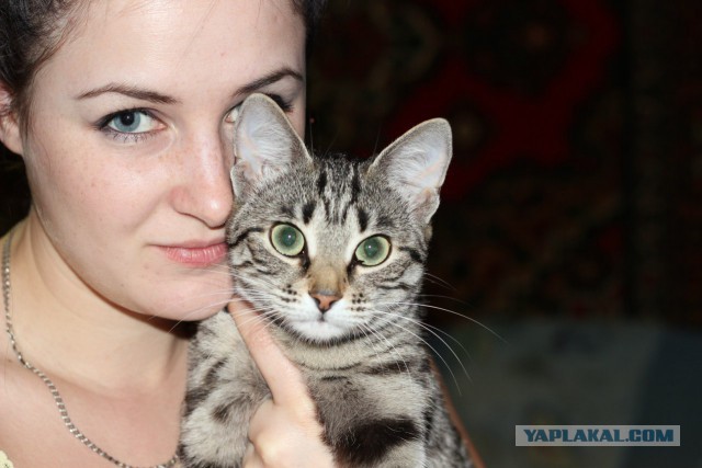 Селфи с котом