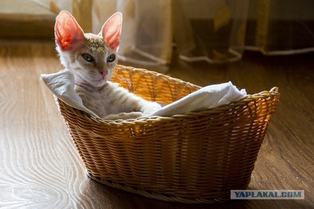 Болотные котята