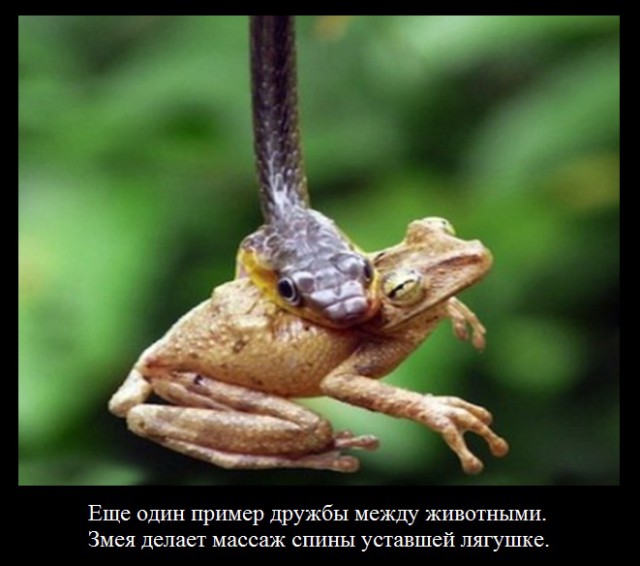 Веселые картинки