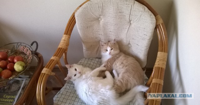 Котовторник 06.01.2015