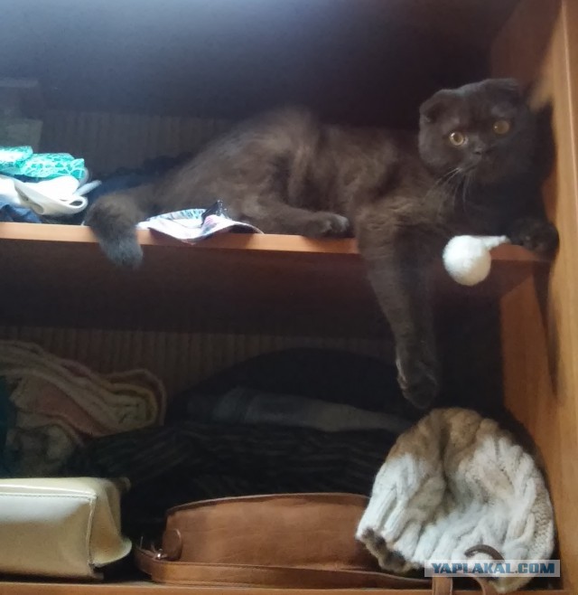 Котовторник