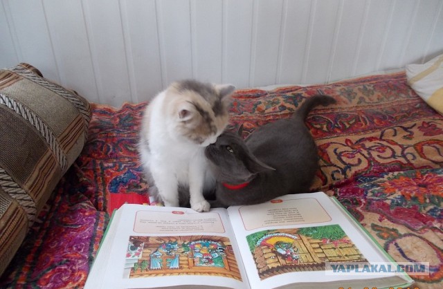 Котовторник