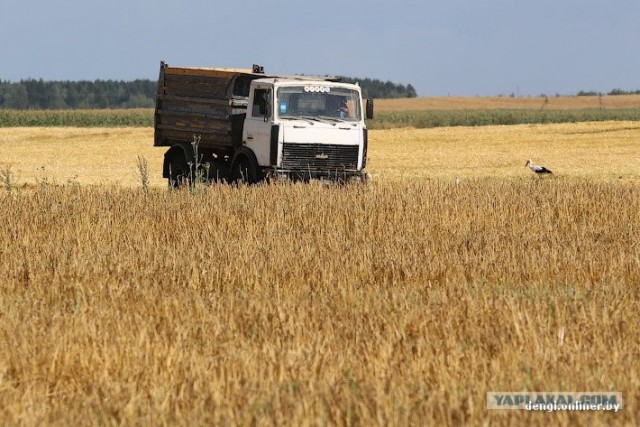 Они вкалывают на комбайнах.