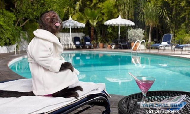 Австралийский Хью Хефнер