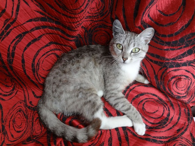 Котовторник 14.07.2015