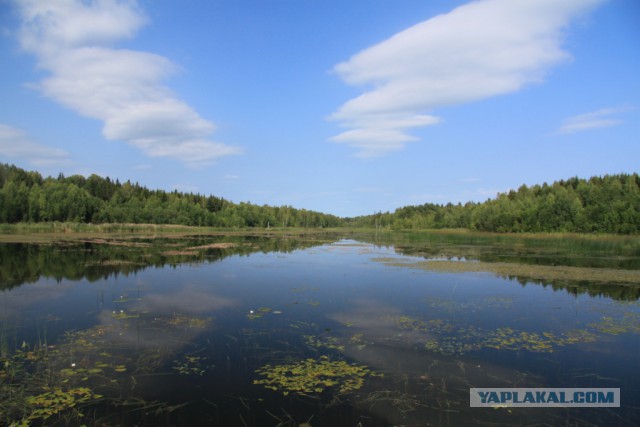 Прогулка по лесу