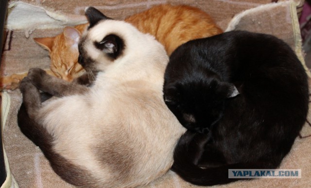 Котовторник