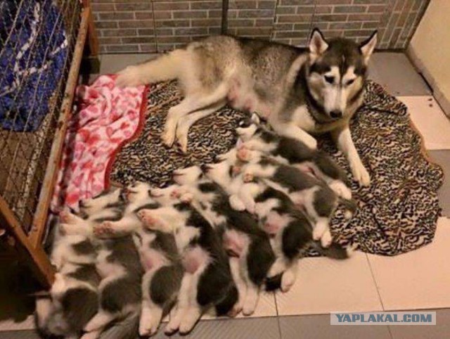 Подборка веселых картинок