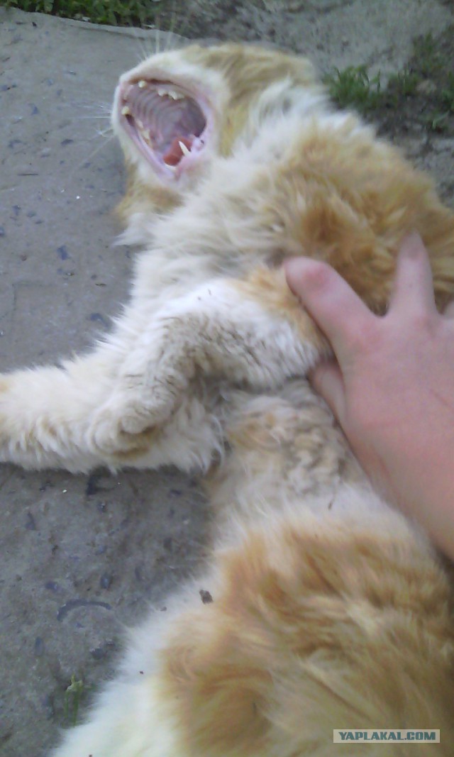 Котовторник 03.11.2015