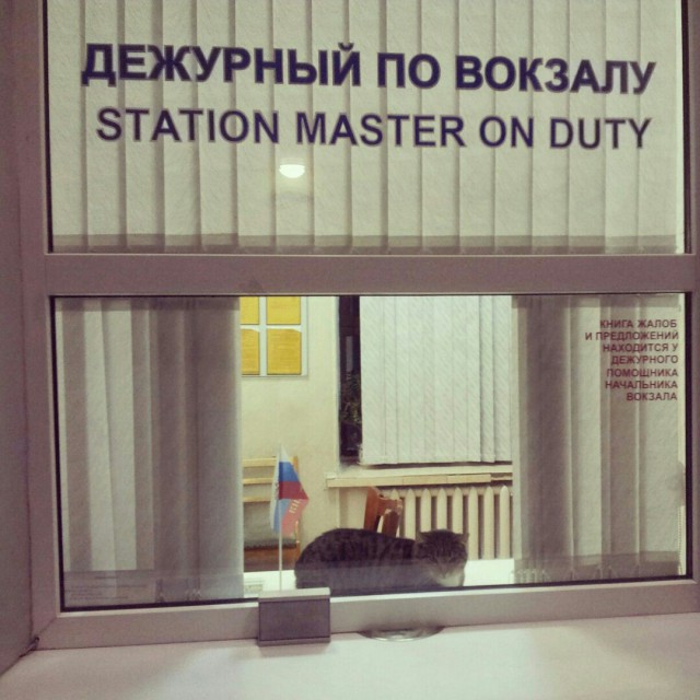Прикольные животные