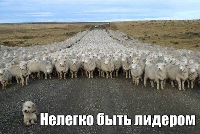 Прикольные животные