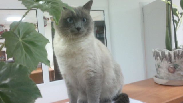 Рабочие будни  КОТа Филимона.