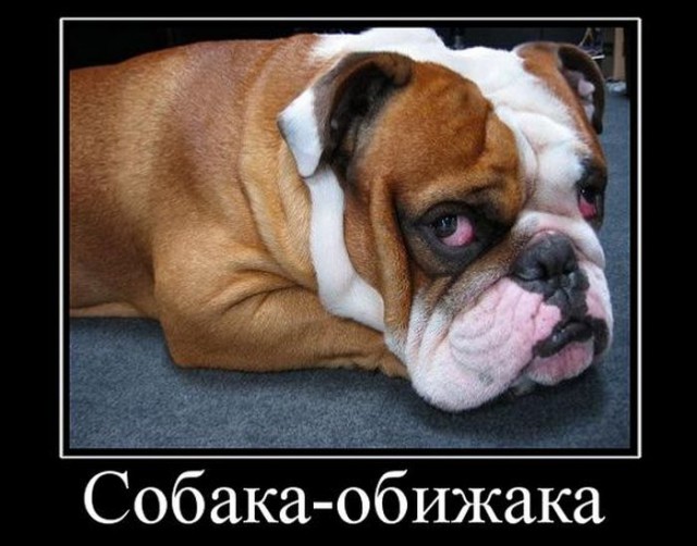 Самые смешные животные