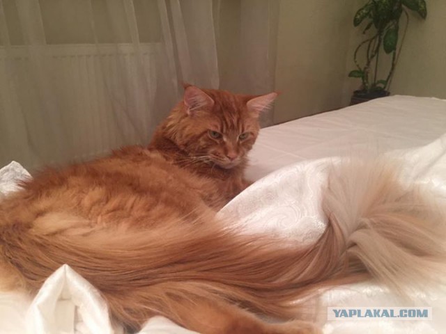 Котовторник 28.02.2017