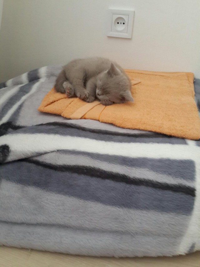 Котовторник 28.03.2017