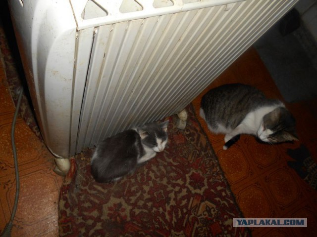 Жизнь домашнего приюта для котеек 161