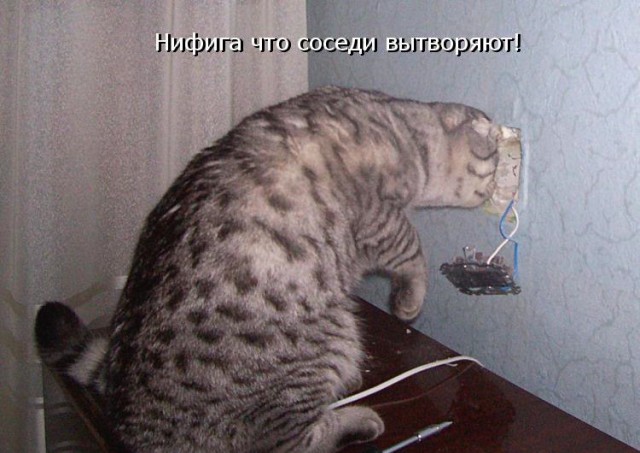 Коты и Кошки