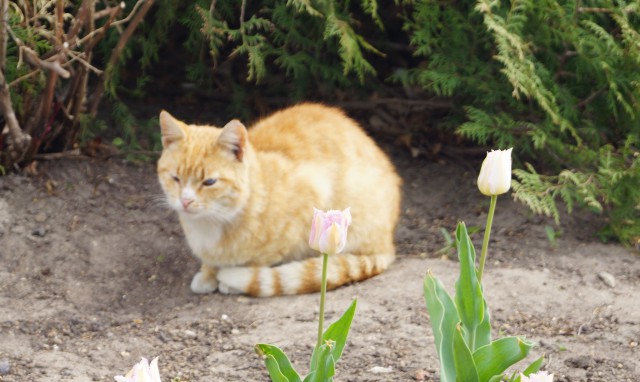Коты и Кошки