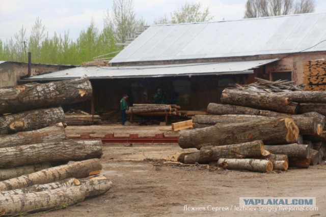 Как вырубают Корочанский лес в Белгородской области