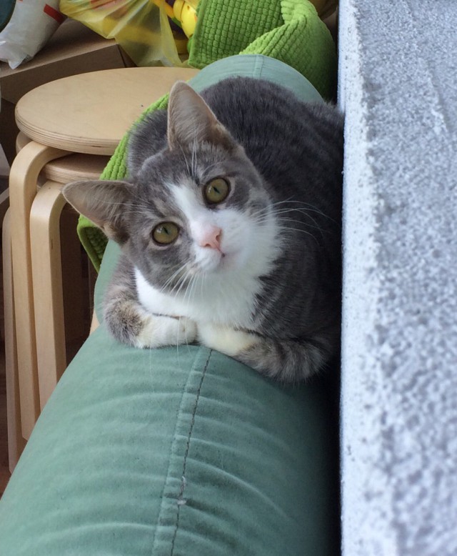 Коты и Кошки