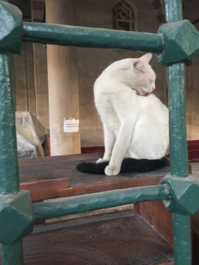 Коты и Кошки