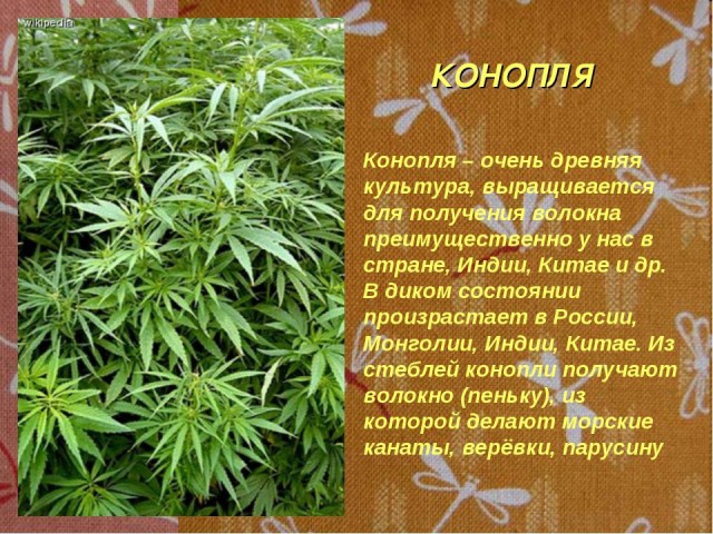 Дуйте к нам