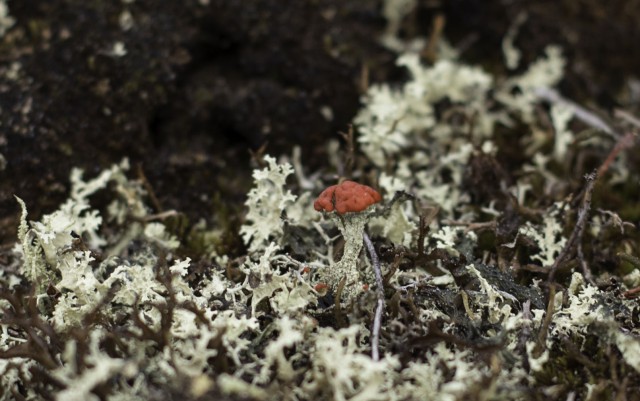 Просто Природа