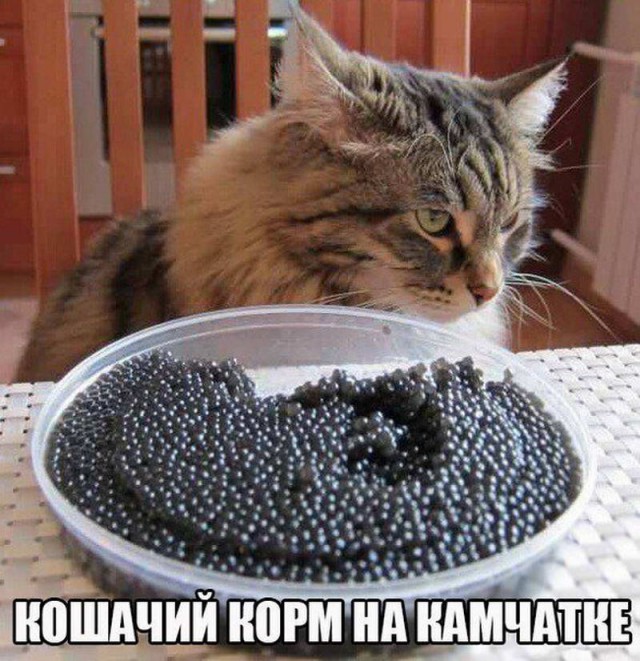 Живность из сети