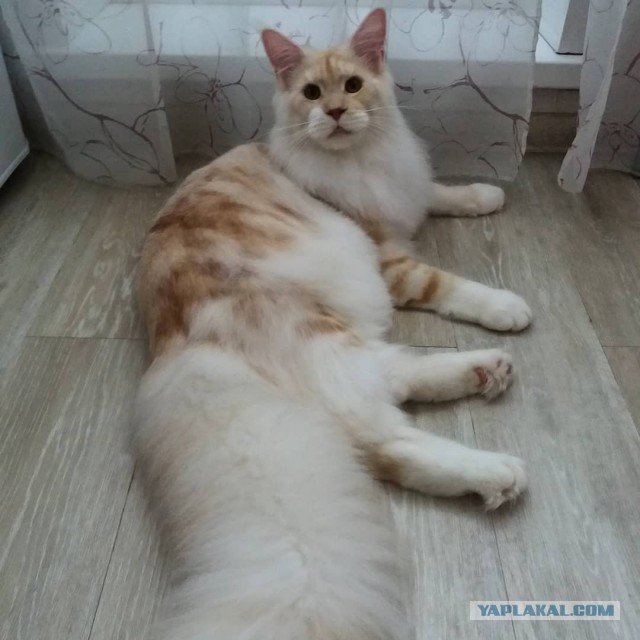 Котовторник 27.02.2018 наступил!