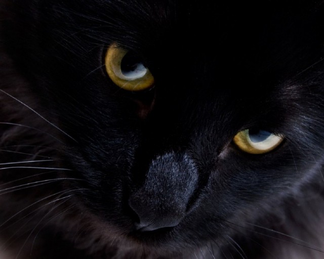 Фотобомбы котов
