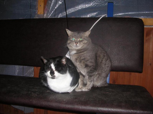 Котовторник