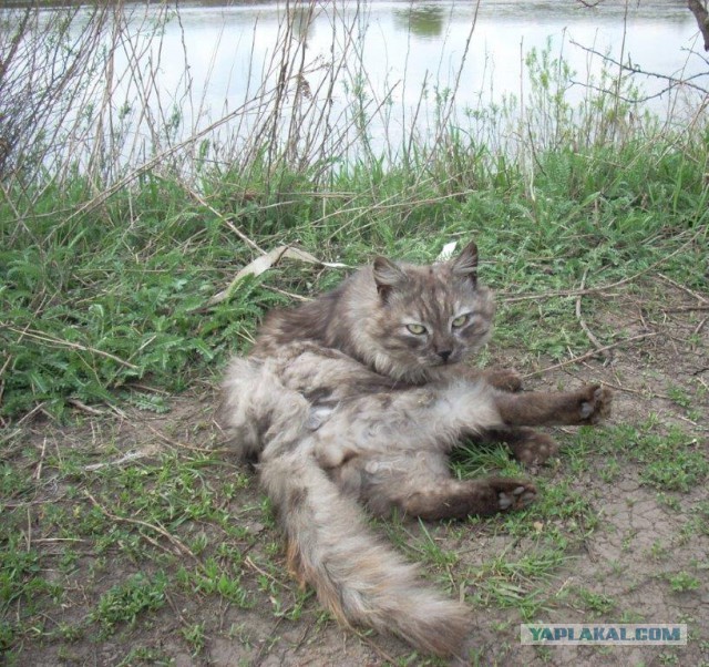 Котовторник 29.5.18