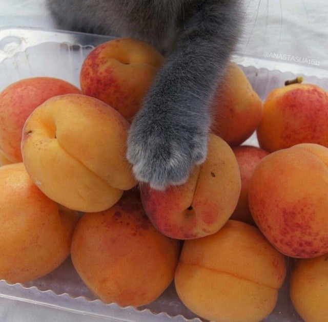 Неадекватные коты