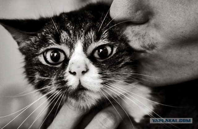Котовторник в ЯПонии (58 фот)