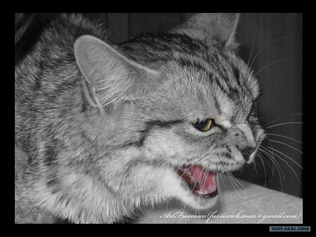 Котовторник ужасов (36 фот)