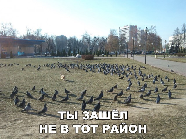 Нестандартный юмор