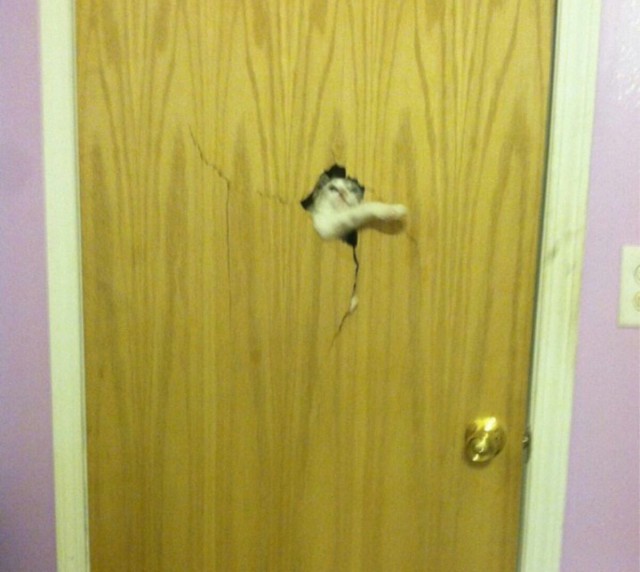 Прикольных котов пост