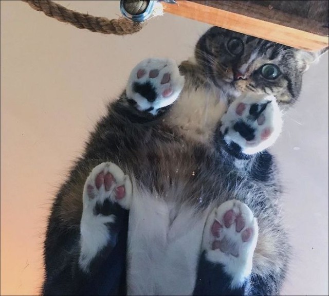 Прикольных котов пост