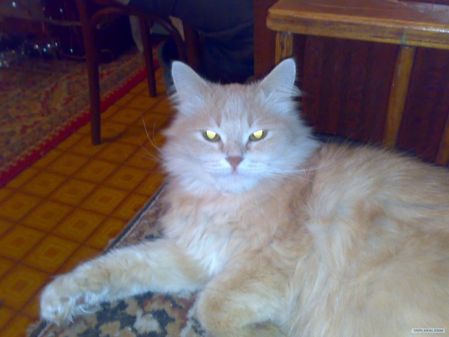 Котовторник 06.09.11