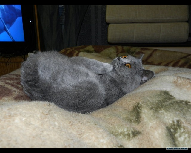 Первый котовторник октября