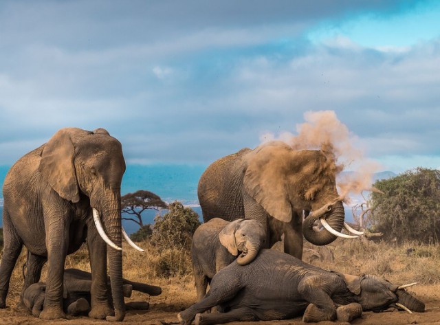 National Geographic выбрал лучшие фото 2018 года. Глядя на них, жалеешь, что фотограф — не ты
