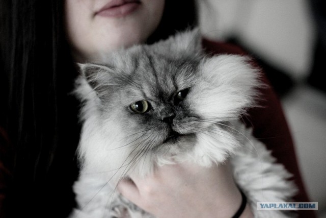 Котовторник (10.01.2012)