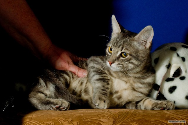 Котовторник (14.02.2012)