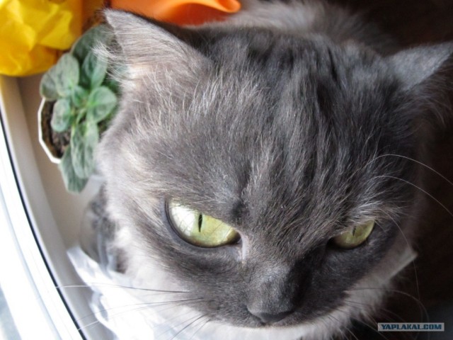 Котовторник! 13.03.2012