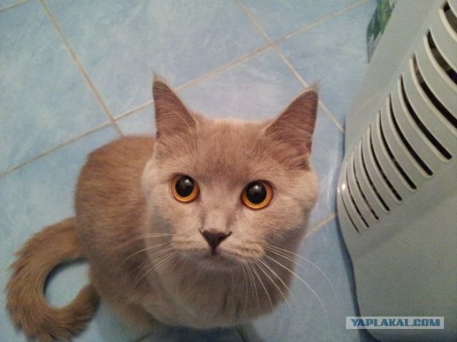 Котовторник   5.06.2012